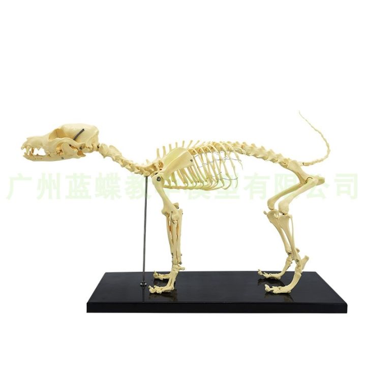 pet-orthopaedics-instrument-dog-cat-dog-dog-bone-specimens-of-animal-model-teaching-skeleton-bone-bone-model