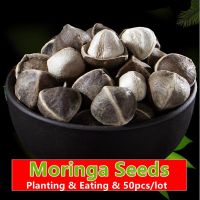 New Harvest Moringa Oleifera,Moringa Berry - 50pcs/Lot - for Planting and Eating