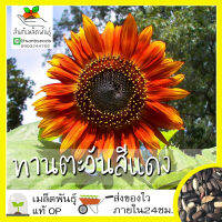 เมล็ดพันธุ์ ทานตะวันสีแดง 40 เมล็ด Velvet Queen Sunflower Seed เมล็ดพันธุ์แท้100% นำเข้าจากต่างประเทศ ปลูกผัก สวนครัว