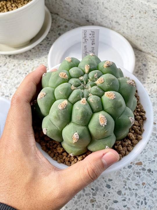 แคคตัสยิมโนซากลิโอนิส-ยิมโนหนังช้างหนามกุด-ขนาด-10-12-cm-gymnocalycium-saglionisแคคตัสสวยๆ