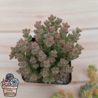 โปรแรง CRASSULA PASTEL กุหลาบหินน่ารักพร้อมส่ง 50สายพันธุ์ ร้านใบบุญ กุหลาบหิน ไม้อวบน้ำ Succulent Echeveria ราคาถูก ต้นไม้ ต้นไม้ ฟอก อากาศ กระถาง ต้นไม้ ไม้ ประดับ