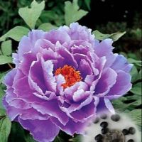 10 เมล็ด เมล็ดโบตั๋น ดอกโบตั๋น ดอกพีโอนี (Peony Seed) สีม่วง Purple Peony ดอกไม้นี้​เป็นสัญลักษณ์ของความมั่งคั่งร่ำรวย ความซื่อสัตย์ อัตรางอก 70-80%