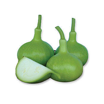 น้ำเต้าอ่อน-เมล็ดพันธุ์น้้ำเต้ามงคล-bottle-gourd-seeds-เมล็ดพันธุ์น้ำเต้า