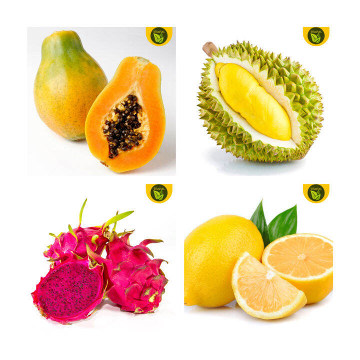 4 in 1 sulit pack seeds for planting papaya durian lemon dragon fruit ...