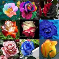 30 เมล็ด เมล็ดพันธุ์ กุหลาบ สตาร์แอนด์สไตร้พส์ Stripes Rose Seeds คละสี ดอกใหญ่ นำเข้าจากต่างประเทศ พร้อมคู่มือ เมล็ดสด ใหม่