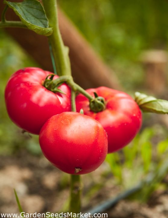 เมล็ดพันธุ์-มะเขือเทศ-solanum-lycopersicum-tomato-adonis-50-เมล็ด-เมล็ดพันธุ์นำเข้าจาก-อังกฤษ