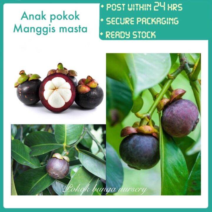 PBN - anak pokok manggis masta - pokok bunga nursery mesta master yg ...