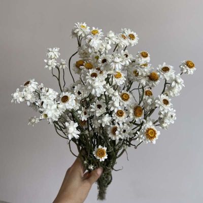 มากกว่า60หัวดอกไม้/มัดช่อดอก Cineraria สีขาวอบแห้งตามธรรมชาติของจริงกุหลาบแห้งการจัดดอกไม้ตกแต่งดอกไม้ประดิษฐ์ในบ้าน
