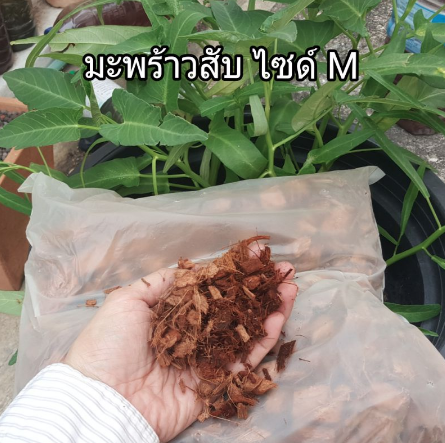 มะพร้าวสับ-ไซด์-m-เหมาะกับการปลูกพืชทุกชนิด-ปลูกแคตตัส-ดอกไม้-กุหลาบ-กล้วยไม้-รองก้นกระถาง-เพิ่มความชุ่มชื้น-ลดการใช้ดิน