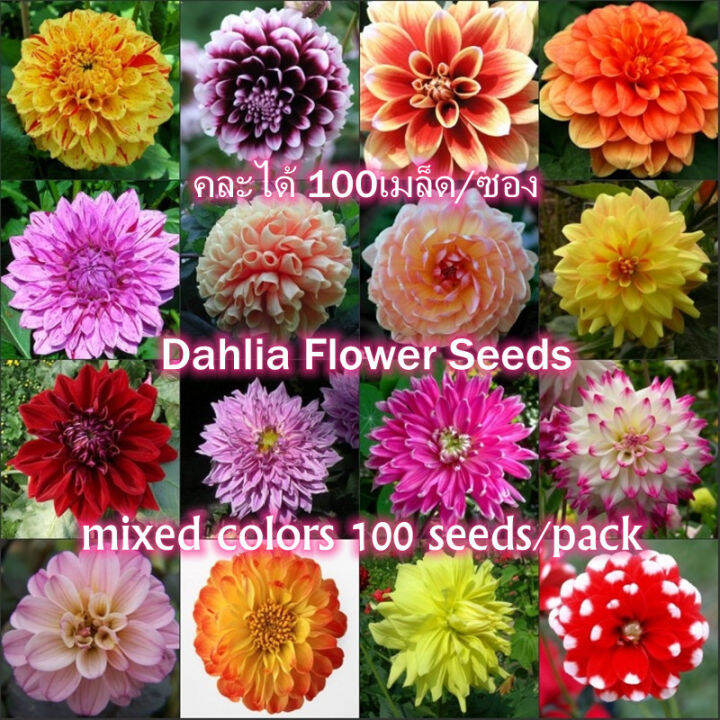 Mixed Colors Dahlia Flower Seeds for Planting (100 Seeds Per Bag