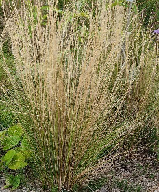 Stipa Nasella Tenuissima Seeds - Mexican Feather Grass | Lazada PH