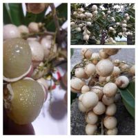 ลำใยขาวเวียตนาม(white longan vietnam)กิ่งตอนขนาด60ซม.