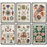 Marine Creatures Vintage Poster Jellyfish Corals Green Algae Sea Anemones Squirts Starfish Canvas Print Wall Art Ernst Haeckel