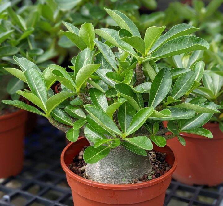 Adenium Godji - Easy Care and Fuss Free Caudex House Plant | Lazada PH