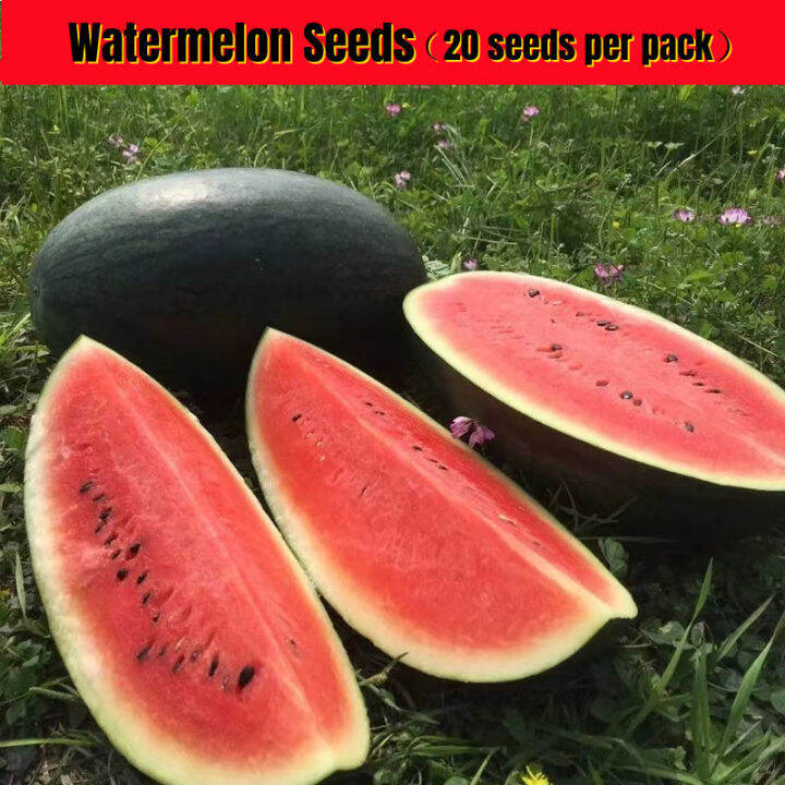 [Fast Germination] Watermelon Seeds for Sale (20pcs/bag) Hybrid Big