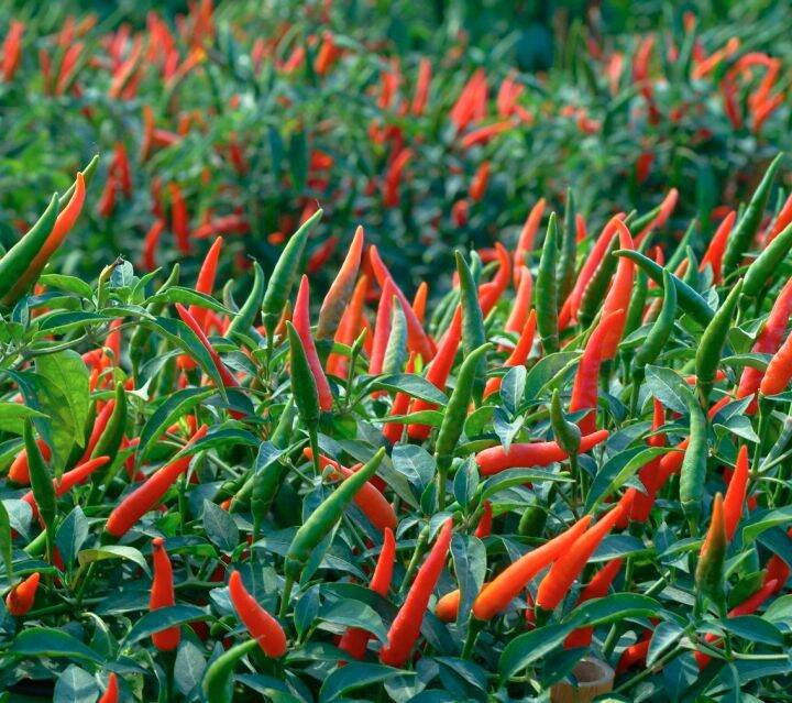 SUPER THAI CHILI SEED`S HOT HOT HOT !!!! Lazada PH