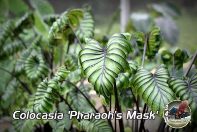 บอนโคโลคาเซีย หน้ากากฟาโรห์ Colocasia Pharaoh’s Mask (ขุดสดตามออร์เดอร์ แช่น้ำยากันเชื้อราก่อนจัดส่ง)