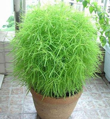 100 เมล็ดพันธุ์ Garden Seeds พุ่มไม้เพลิง หญ้ากอเชีย ไซเปรสลูกไฟ Kochia (Kochia scoparia) Seeds อัตราการงอก 80-85%