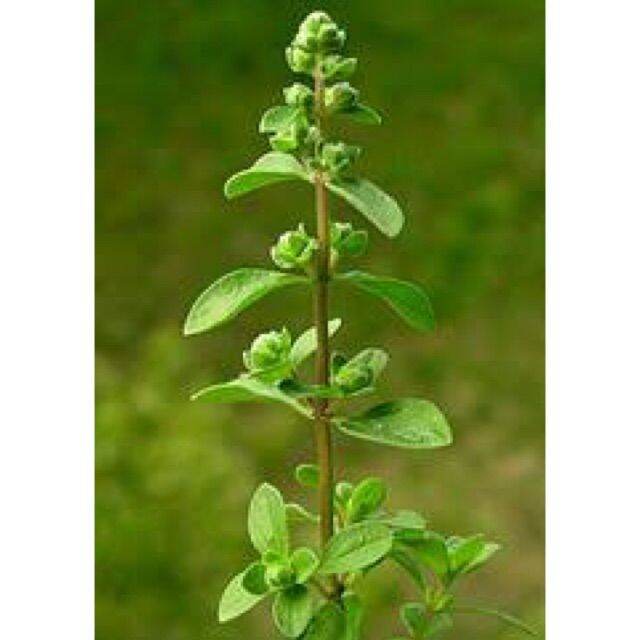 Sweet Marjoram herb plant seeds | Lazada PH