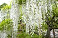 10 เมล็ดพันธุ์ เมล็ด วิสทีเรีย Japanese wisteria ดอกฟูจิ ไม้เถาวัลย์ ไม้ริมรั้ว ไม้ยืนต้น ดอกสีขาว (Wisteria) Seeds