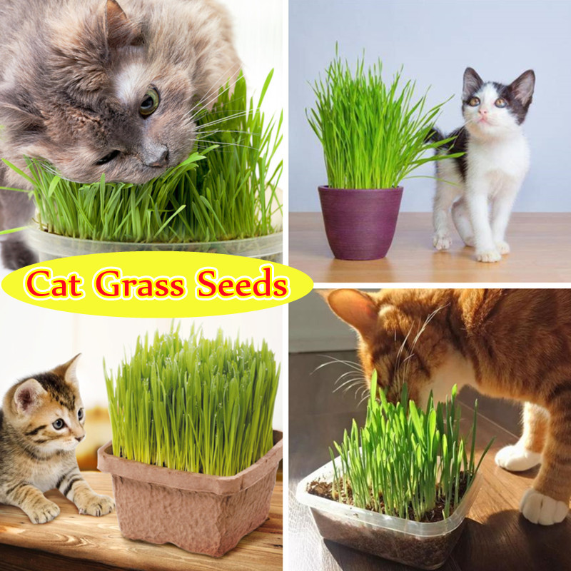 Lots Seeds 800/1600pcs Harvested Cat Grass Organic Bonsai With Growing Guide Seeds Zdmathe 