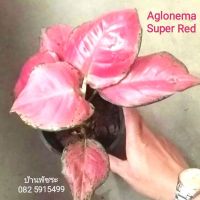 (6) ต้นอโกลนีมา​ (ต้นอัญมณี)​ #Aglaonema