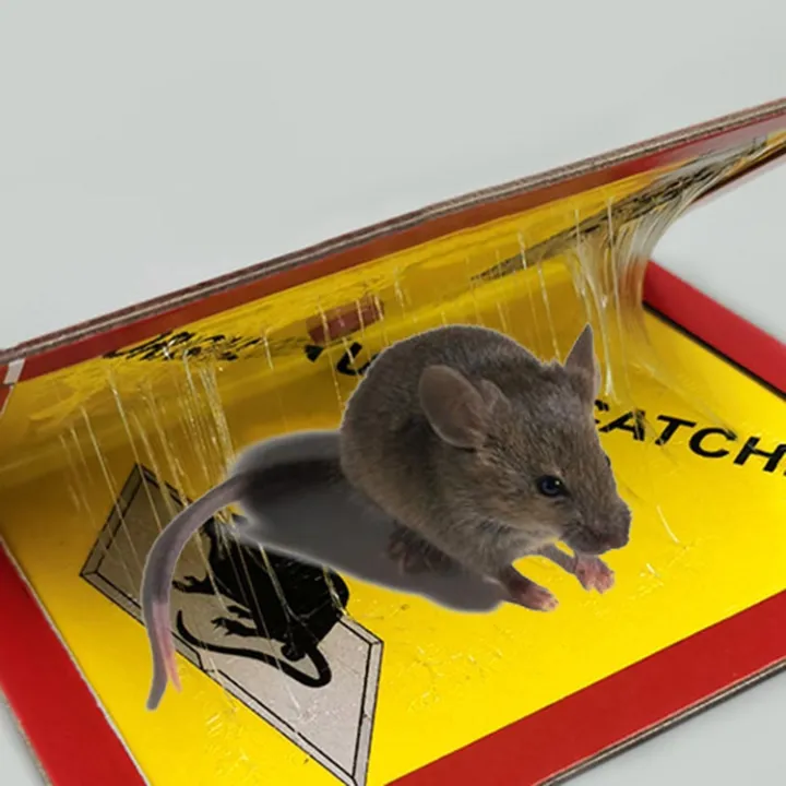 Rat Trap Glue Trap Sticker Board Catch Boards Lazada PH   2f93c160e3c425ace28d4cf0f7b57f2d  720x720q80  .webp