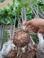 3 หัว เท้ายายม่อม (Tacca leontopetaloides) Polynesian Arrowroot หัวสดๆ ใช้ปลูกหรือบริโภคได้ ขุดล้างและส่งตามออเดอร์.