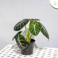 Treeno.9 T260 อโลคาเซีย แบล็คเวลเวท กระถาง 6 นิ้ว / สูง 20-25 ซม. (Alocasia Black Velvet) (ต้นไม้)