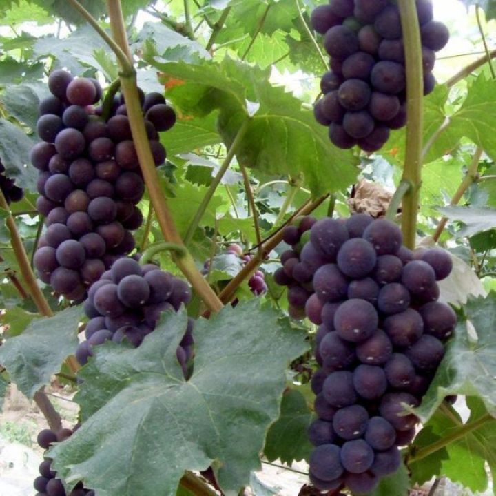 พร้อมส่ง-โปรโมชั่น-เมล็ดพันธุ์องุ่น-grape-seeds-บรรจุ-100-เมล็ด-ต้นไม้มงคล-ต้นไม้ฟอกอากาศ-ต้นไม้ประดับ-พันธุ์ไม้ผล-ต้นไม้มงคลใหญ่-ส่งทั่วประเทศ-พรรณ-ไม้-น้ำ-พรรณ-ไม้-ทุก-ชนิด-พรรณ-ไม้-น้ำ-สวยงาม-พรรณ-