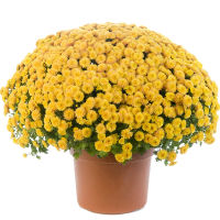 เมล็ดพันธุ์ดอกไม้ ดอกเบญจมาศ สีเหลือง จำนวน 100 เมล็ด ราคาซองละ 49 บาท สินค้าพร้อมส่ง มีปลายทาง ดอกเบญจมาศซ้อน สีเหลือ ซองละ 49 บาท ทั้งร้าง