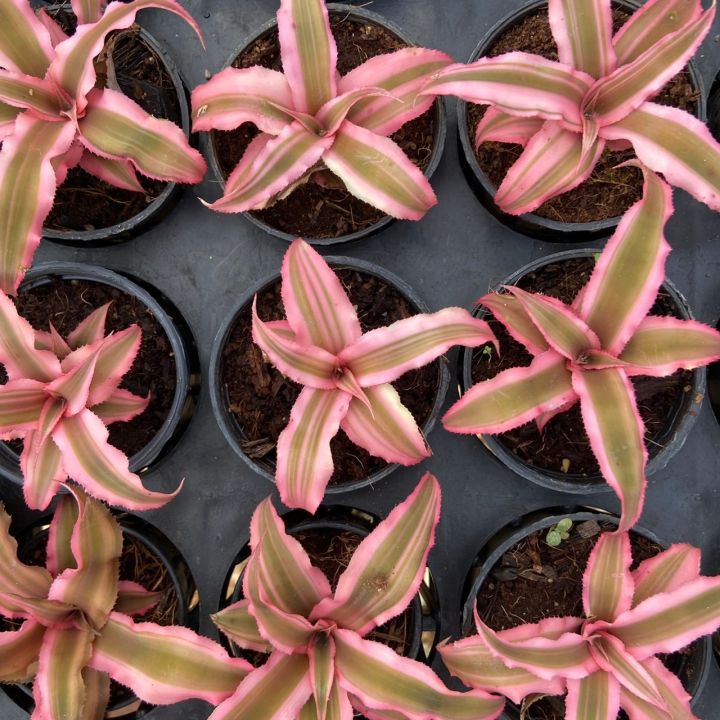 ต้นสับปะรดสีชมพู-cryptanthus-bivittatus-pink-star