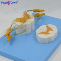 Spinal branch of spinal nerve peripheral nervous system of three-dimensional anatomical model spinal nerve anesthesia