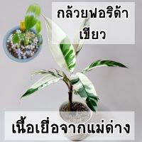 โปรแรง กล้วยฟอริด้าด่างทุกต้น (MUZA Florida) ไม้เพาะเนื้อเยื่ออนุบาลแล้ว เก็บเงินปลายทาง