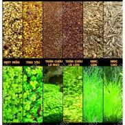 Hạt giống Cây thủy sinh Trân châu Ngọc Trai, Ngưu Mao chiên, Cỏ may mắn...