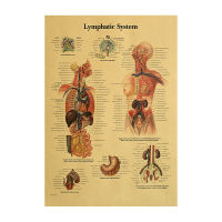 【H195】Illustration Of Human Body - Lymphatic System Retro Kraft Paper Paper Poster Bar Cafe Decoration