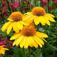 100 เมล็ดพันธุ์ เมล็ด เมล็ดพันธุ์ เอ็กไคนาเซีย หรือ โคนฟลาวเวอร์ Echinacea Coneflower Seeds อัตราการงอก 80-85%