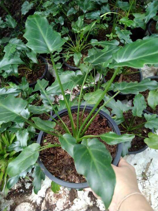 ฟิโลเดนดรอน-ซานาดู-philodendron-xanadu-จัดส่งพร้อมกระถาง8นิ้ว-สูง-30-40-cm-ไม้ประดับ-ไม้ตัดใบ-ไม้ประดับในอาคาร-ราคาถูก