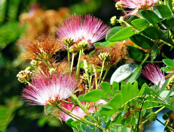 100-เมล็ด-เมล็ดพันธุ์-จามจุรี-rain-tree-seed-ต้นก้ามปู-ฉำฉา-หรือ-ต้นจามจุรี-ไม้ใหญ่-โตเร็ว-ฝักแก่-samanea-saman-jacq