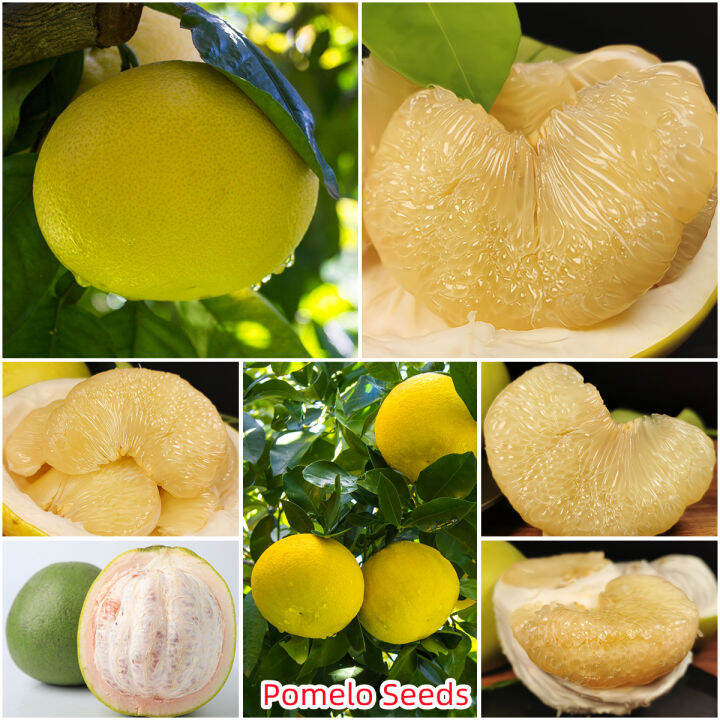 Philippines Hot Sale 30pcs/pack Tropical Edible Fruit Seeds Pomelo