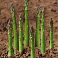 ปลูกง่าย ปลูกได้ทั่วไทย ของแท้ 100% 50pcs เมล็ดพันธุ์หน่อไม้ฝรั่ง Green White Asparagus Seed Organic Vegetable Seeds เมล็ดพันธุ์ผัก พันธุ์ไม้หายาก เมล็ด ต้นไม้ฟอกอากาศ ตุ๊กตาแต่งสวน Plants Seeds for Home &amp; Garden Planting