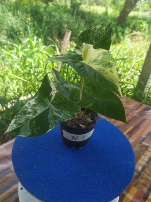 เงินไหลมา Syngonium podophyllum ด่างขาว ใบใหญ่ ลายสวย