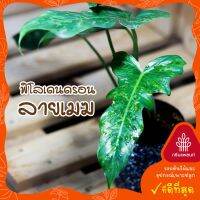 ( PRO+++ ) โปรแน่น.. ฟิโลด่างลายเมฆ Philodendron Minarum ใบด่างเป็นคลื่นกระจายทั่วทั้งใบคล้ายลายเมฆ ยิ่งโตยิ่งสวย กระถาง 5 นิ้ว ราคาสุดคุ้ม พรรณ ไม้ น้ำ พรรณ ไม้ ทุก ชนิด พรรณ ไม้ น้ำ สวยงาม พรรณ ไม้ มงคล