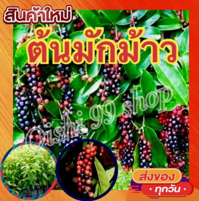 มะเม่าหลวงภูพาน หมากเม่า(เพาะเมล็ด) Antidesma 🍒(สินค้าพร้อมส่ง)🍒1ต้น/แพค