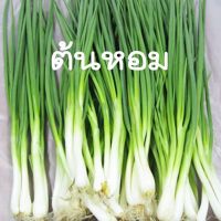 ต้นหอม☘️หอมแบ่ง?ถูกที่สุด10บ.?เมล็ดพันธุ์ต้นหอม 40 เมล็ด?งอกง่าย☘️โตไว☘️ใบดก