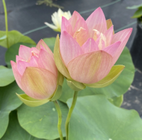 5 เมล็ดพันธุ์ บัว สายพันธุ์ EVENING SHOWERS LOTUS สีชมพู เพาะปลูกและเก็บเมล็ดในไทย ขยายพันธุ์ในไทยได้ สายพันธุ์นิยมปลูกในอเมริกา