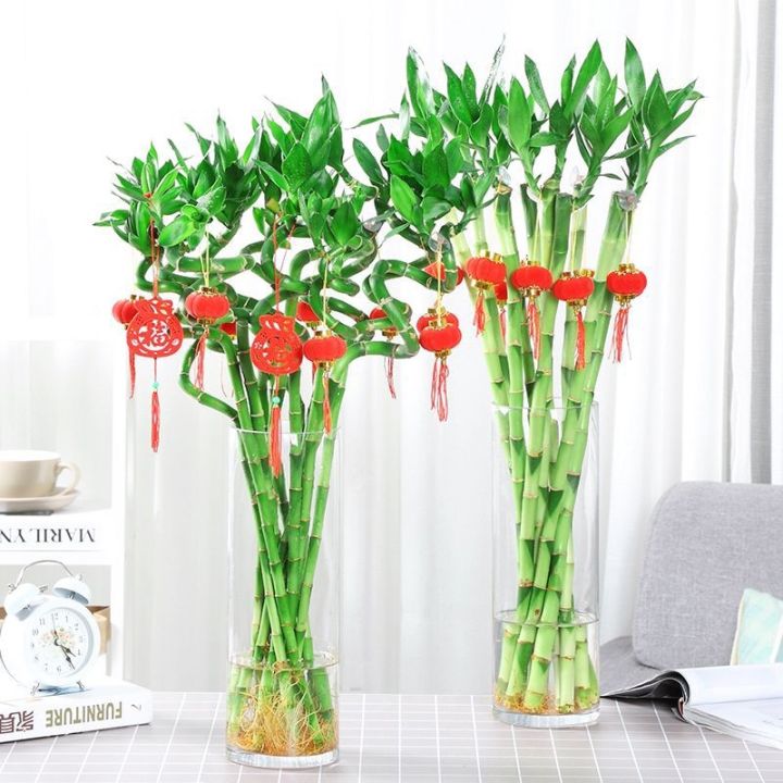 cod-sends-lantern-flowers-to-curved-indoor-potted-hydroponic-manufacturers-wholesale