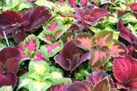 50 เมล็ด เมล็ดพันธุ์ ฤาษีผสม Coleus Seed อัตราการงอกสูง 80-90% มีคู่มือปลูก