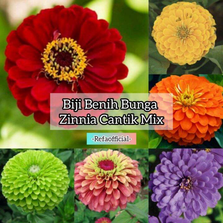 REFA (5 Biji) Benih Bunga Zinnia Cantik Mix Warna Mudah Tumbuh / Bibit ...