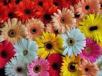 ขายส่ง 100 เมล็ด เมล็ดเยอบีร่า คละสี ดอกไม้ ดอกเยอบีร่า Gerbera ต้นเยอบีร่า ไม้ดอก ไม้ประดับ เยอบีร่ากระถาง ของแท้ 100% ไม้จัดสวน พืช พืชเศรษฐกิจ